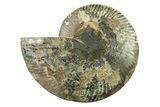 Cut & Polished Ammonite Fossil (Half) - Madagascar #341199-1